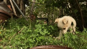 Domestic dog drinks water in the garden slow-mo 1920X1080 HD footage - Slow motion little puppy outdoor scene  close-up 1080p FullHD video