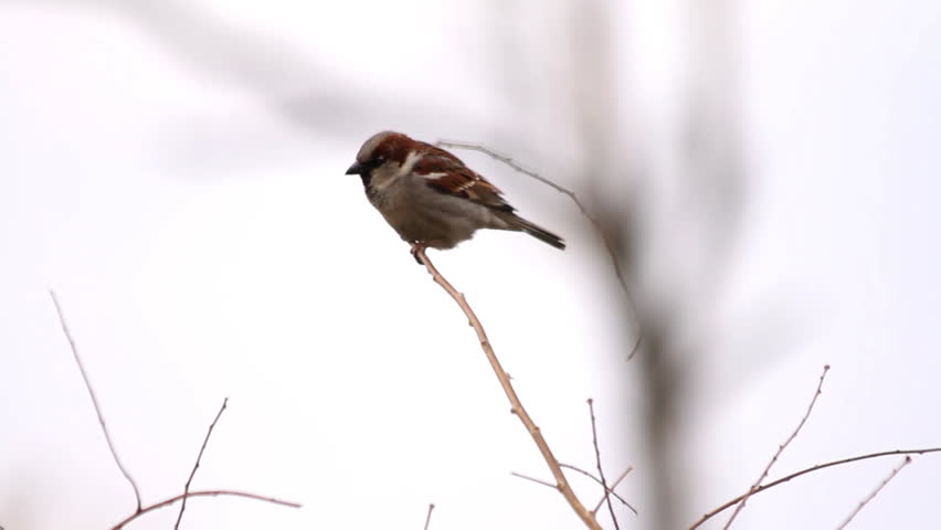 Sparrow sitting on branch