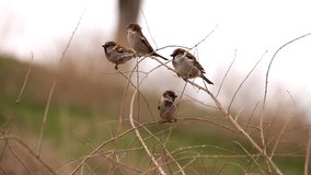 Sparrows are sitting on branch