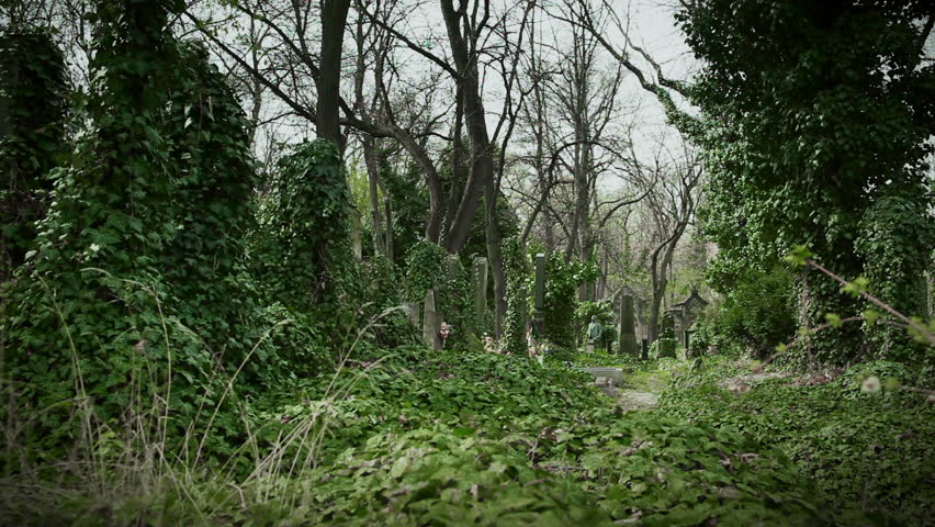 Cemetery. Old graves overgrown with ivy.