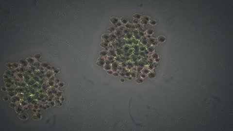 Bacteria forming colonies with alpha channel