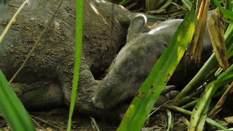 tapir sleeping into jungle close up costa rica