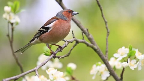 common chaffinch of flowers sitting on a branch/common chaffinch of flowers sitting on a branch