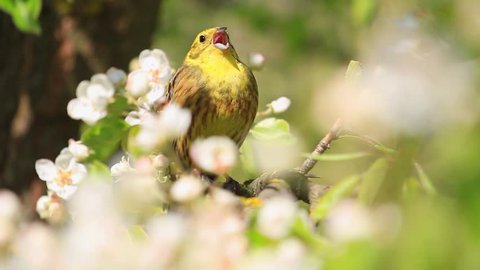 Yellowhammer singing beautiful yellow bird the song of spring flowers/Yellowhammer singing beautiful yellow bird the song of spring flowers