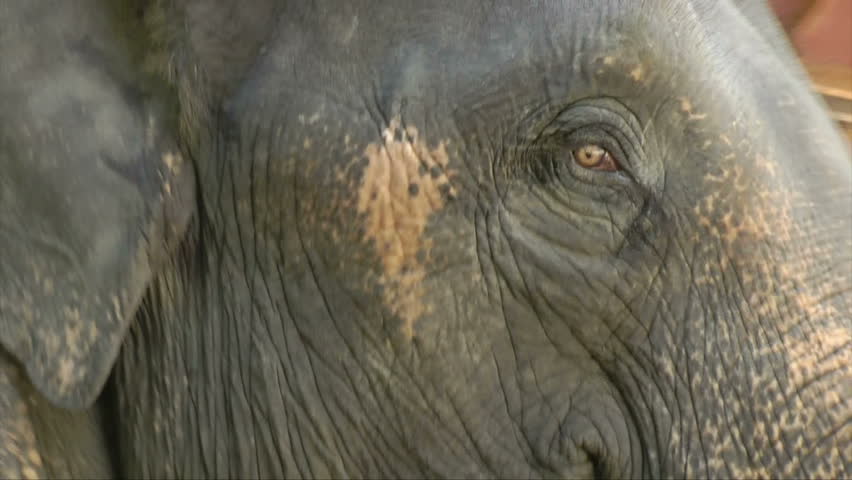 Thailand - elephant close up, zoom out