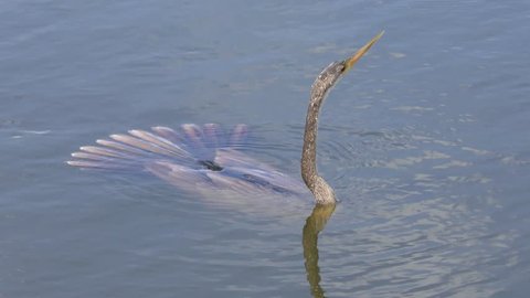 Anhinga swims under water