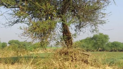 Vachellia nilotica trees in rural village Salunkwadi, Ambajogai Beed, Maharashtra, India, southeast, Asia.