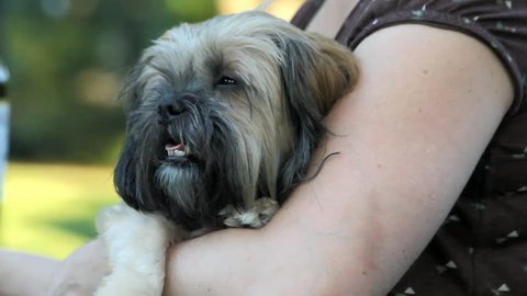 Small Furry Dog In Lady's Arm And Happy Outdoors Stock Video