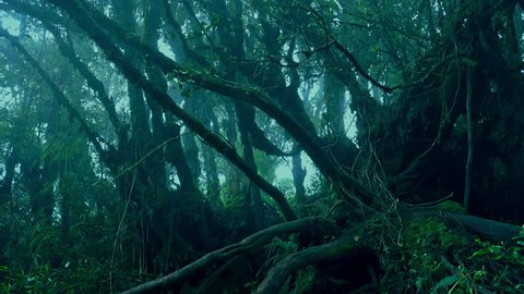 Surreal shot of grim exotic jungle covered with haze and overgrown with branched trees. Forbidden foggy forest full of interwoven tropical plants. Lush vegetation in gloomy rainforest. Panning shot.