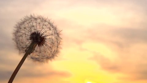 The wind blows away dandelion seeds at sunset / sunrise. Slow motion 240 fps. High speed camera shot. Full HD 1080p. Slowmo 
