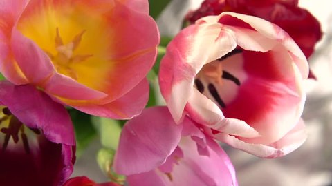 Multi-colored tulips flower blooming in time lapse. High speed camera shot. Full HD 1080p. Timelapse 