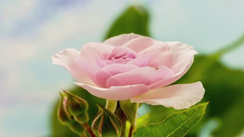 Beautiful macro time lapse video of a pink rose growing on a blue background/Pink rose blossoming macro time lapse
