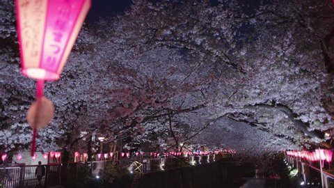 Cherry blossoms at Meguro river in Tokyo  Stockvideó