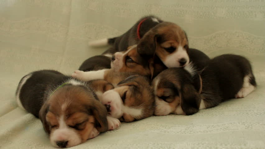 group small dogs puppies beagle Stock Footage Video (100% Royalty-free ...