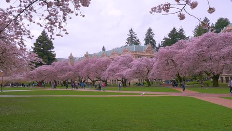 SEATTLE, WASHINGTON, UNITED STATES - APRIL 12, 2017: Beautiful pink trees. Cherry blossom, University of Washington, WA, USA. 4K, 3840*2160, high bit rate, UHD