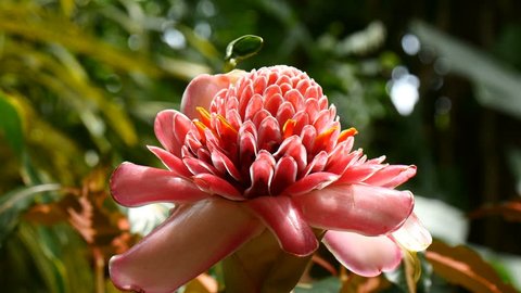 Pink torch ginger (Etlingera elatior) plant blossom closeup