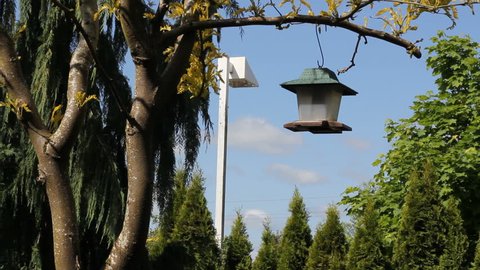 Adult male out in his back yard taking down a plastic bird feeder from a tree to refill it so the birds won't go hungry.