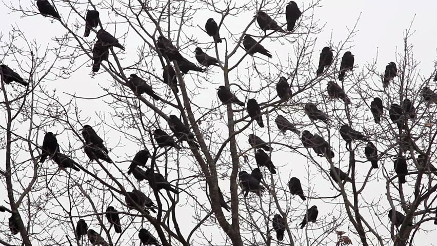 Crows Sitting On the Branches Stock Footage Video (100% Royalty-free