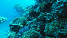 Underwater world with corals and tropical fish
