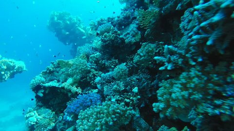 coral reef 'hin khao' pinnacle near Stock Footage Video (100% Royalty ...