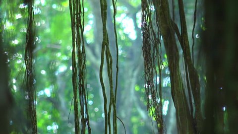 Close-up of long lianas hanging from exotic tree with bokeh around it and against dense green foliage on background. Astonishing magic of tropical rainforest in small details. Camera stays still.