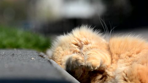 Nice ginger Siberian cat yawning in the street.