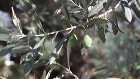 Close up of olives at tree branch