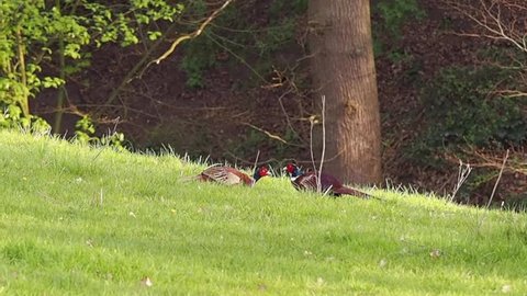 Male pheasant's displaying in fields during the breeding season, Henbury, Macclesfield, Cheshire, Uk
