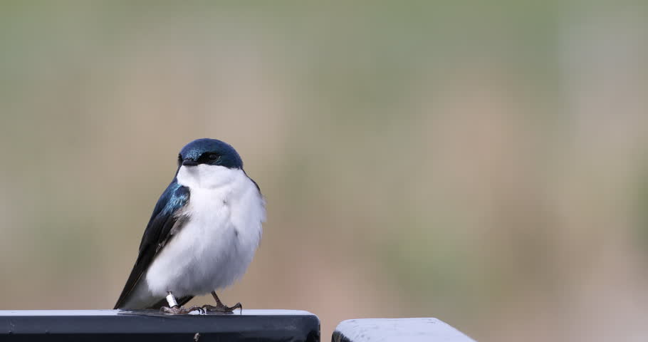 4K UltraHD Tree Swallow, Tachycineta bicolor, relaxed