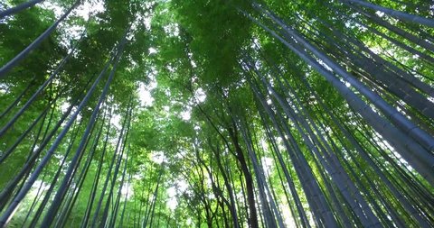 POINT OF VIEW: Walking inside the Bamboo Forest in Kyoto, Japan.