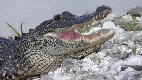 Young alligator close up