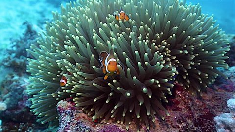 Anemone fish or clownfish family in anemone