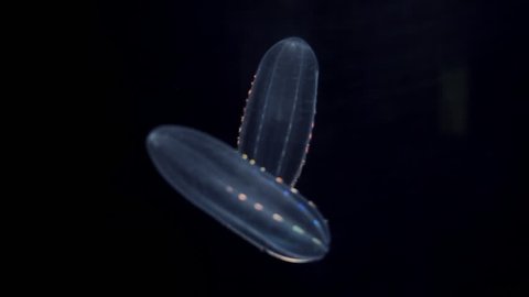 Gleaming jellyfish floating in Aquarium pool