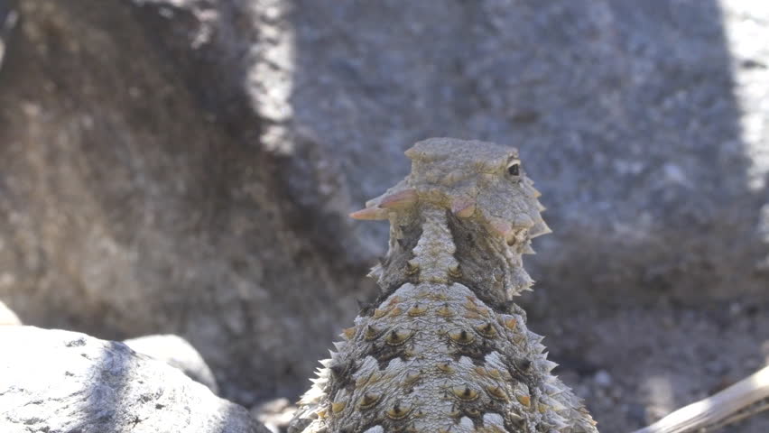 Desert Horned Lizard in natural habitat 