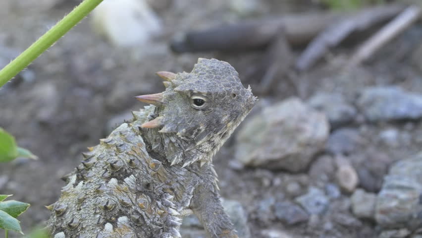 Desert Horned Lizard in natural habitat (head shot)