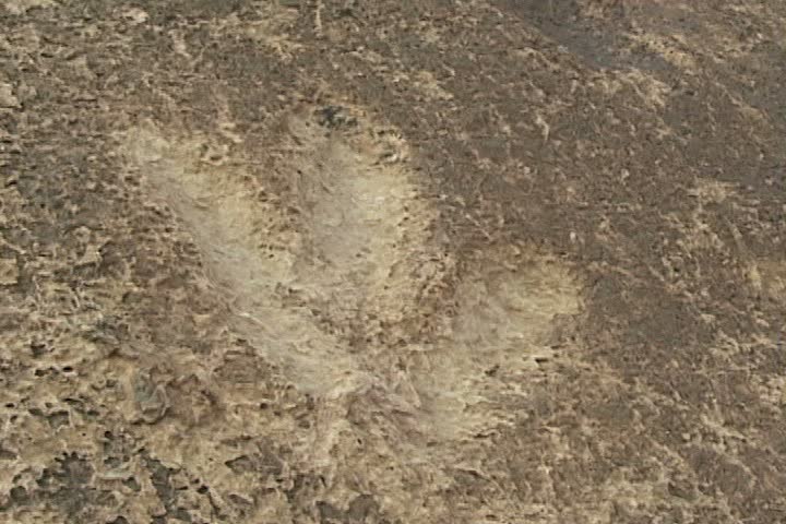 Dinosaur footprints in Utah