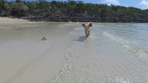 limping pig walking exuma bahamas 4k