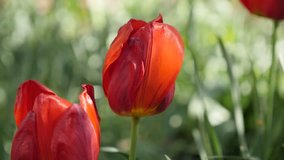 Gentle Didier tulip lily plant bulb close-up 4K 2160 30fps UltraHD footage - Shallow DOF garden Tulipa gesneriana flower 3840X2160 UHD video