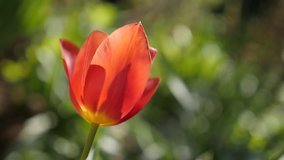 Red Didier tulip lily plant bulb close-up slow-mo 1920X1080 HD footage - Cultivated  Tulipa gesneriana flower shallow DOF slow motion 1080p FullHD video
