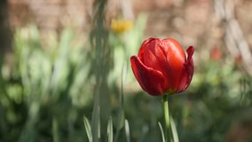 Slow motion Tulipa gesneriana flower shallow DOF 1920X1080 HD footage - Red Didier tulip lily plant bulb close-up slow-mo 1080p FullHD video