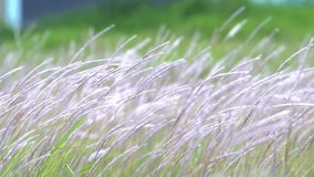 White grass flower blown by the wind:Video relaxing concept.