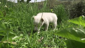 White domestic dog eats food outdoor  slow-mo 1920X1080 HD footage - Slow motion of sweet puppy in the grass 1080p FullHD video