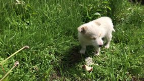 Sweet puppy in the grass slow motion 1920X1080 HD footage -  White domestic dog eats food outdoor slow-mo 1080p FullHD video