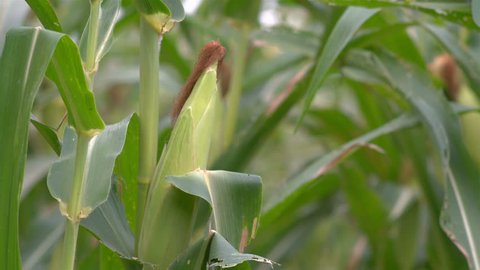  Flowers and pods of corn in the corn farm in Thailand.
