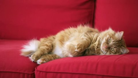 Yellow cat lying on red couch