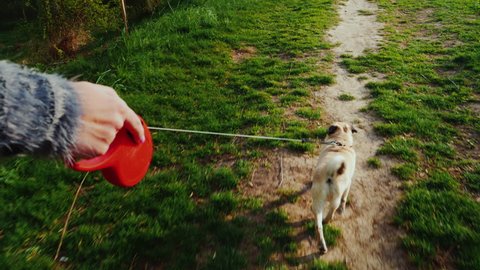 A woman digs up a dog - a favorite pug. Walking in the forest or park along the path the dog runs on a leash. Steadicam pov video