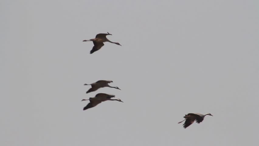 Common Crane landing in the field
Common Crane landing in the field of hula valey
