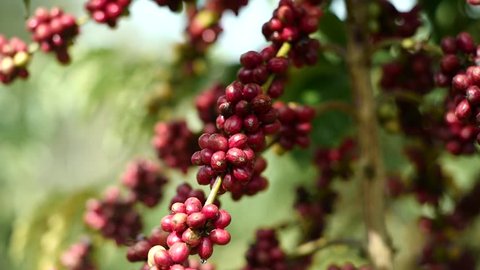 Coffee cherries (beans) ripening on a coffee tree branch (closeup)