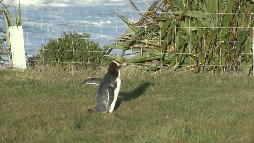 DUNEDIN, NEW ZEALAND - May 2012. The yellow Eyed Penguins return to the land