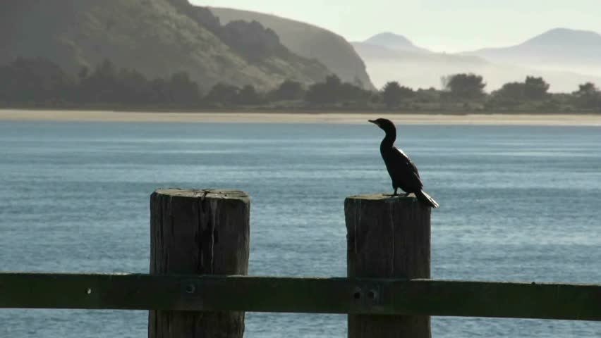 Otago Peninsula, New Zealand, May 2012 â Cormorant sitting on wharf pile on